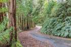 Terceira, Azores, Portugal. Road through the forest. Art Print